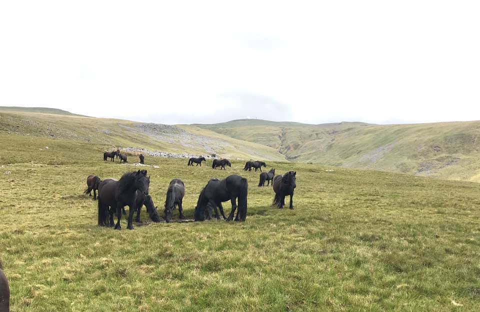 Lownthwaite Fell Ponies